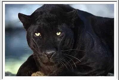 Panthère noire