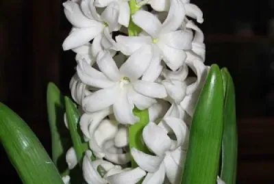 zambila