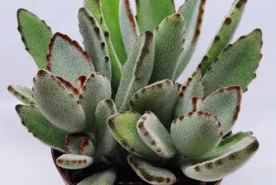 KALANCHOE TOMETOSA
