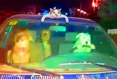 animales