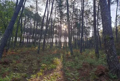 Forêt Landaise - Commensacq