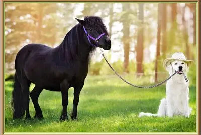 Des amis