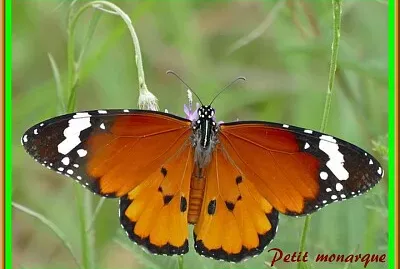 Petit monarque