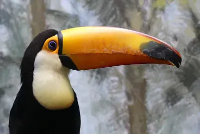 Toy