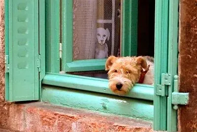 perro