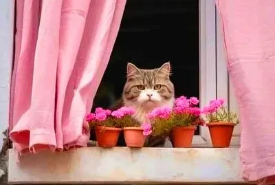 gato