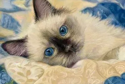 gato