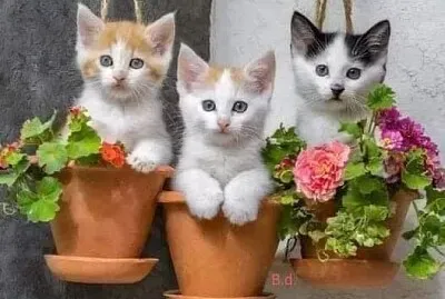 gato