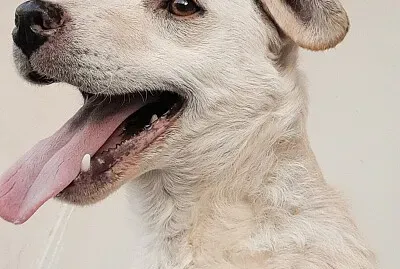 פאזל של mantecol