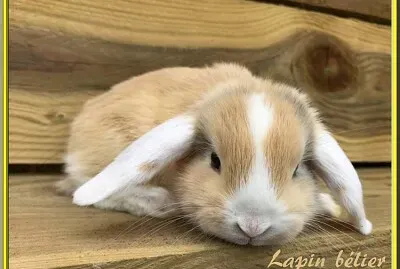 Lapin Bélier