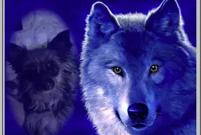 Loup