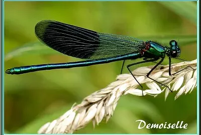 Libellule Demoiselle jigsaw puzzle