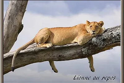 Lionne au repos jigsaw puzzle