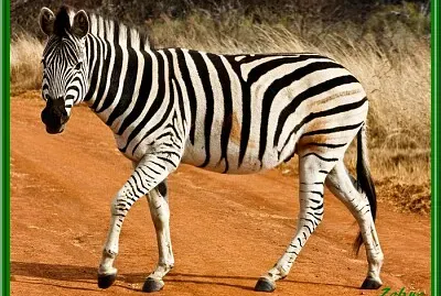 Zebre