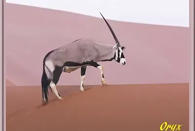 פאזל של Oryx
