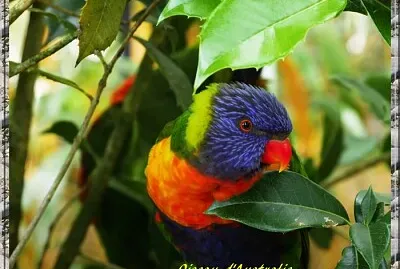 Oiseau d 'Australie