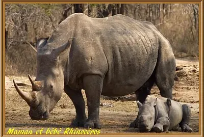 maman et bébé rhinocéros