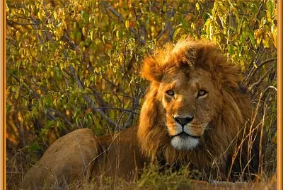 Lion couché jigsaw puzzle