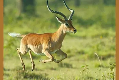 Impala