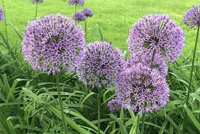 Alliums at Buscot Park jigsaw puzzle