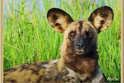 Hyène