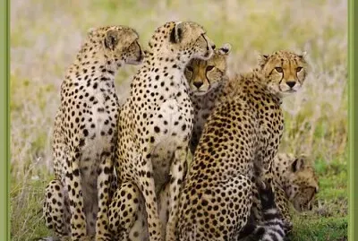 Guépards