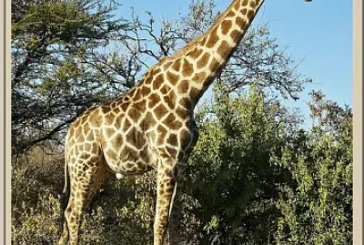 Girafe