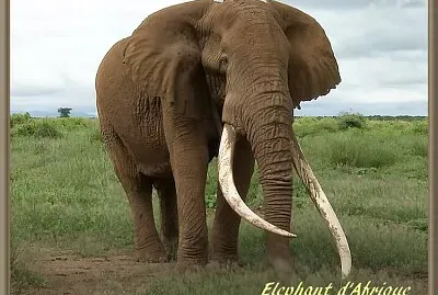 Elephant d 'Afrique