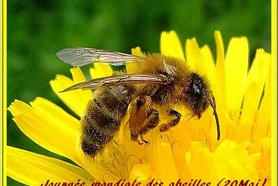 Abeille jigsaw puzzle