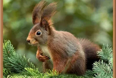 Ecureuil roux.