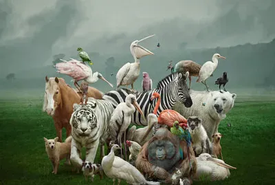 animales