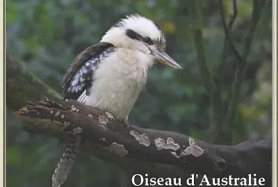 Oiseau d 'Australie
