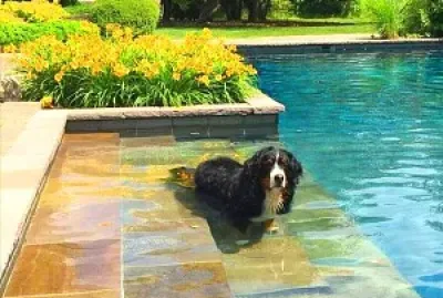 perro