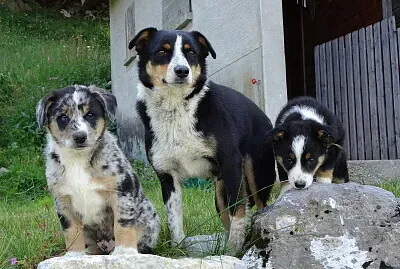 Schwägalp Hütehunde jigsaw puzzle