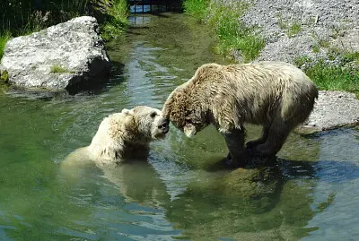 Tierpark Goldau Schweiz