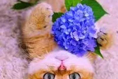 gato