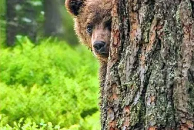 פאזל של animales