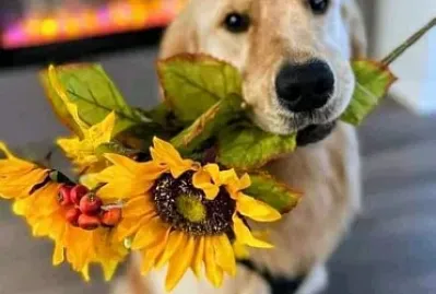 perro
