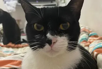 פאזל של Teste 2