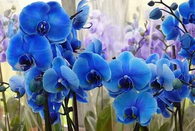 orquidea