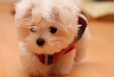 CARAMELO jigsaw puzzle