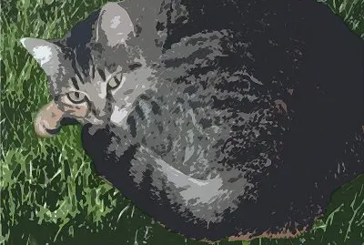 muscia jigsaw puzzle