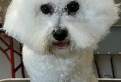 Jessie