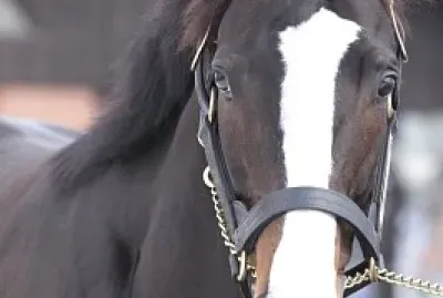 Cavalo