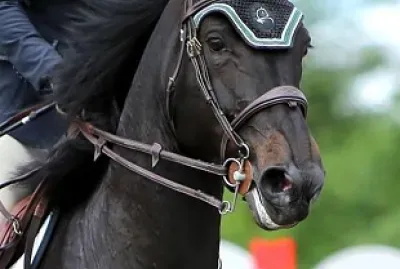 Cavalo e cavaleiro