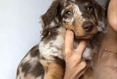 Doggo! jigsaw puzzle