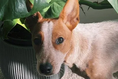 a cute jack russell x blue heeler