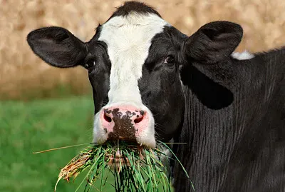 פאזל של Cow