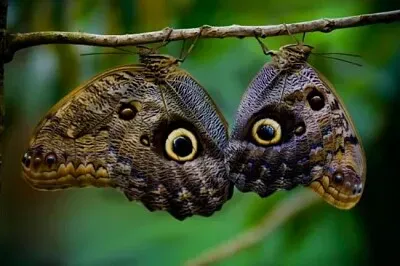 פאזל של Papillon Chouette