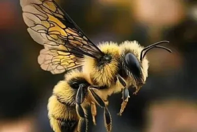 Flying bee jigsaw puzzle